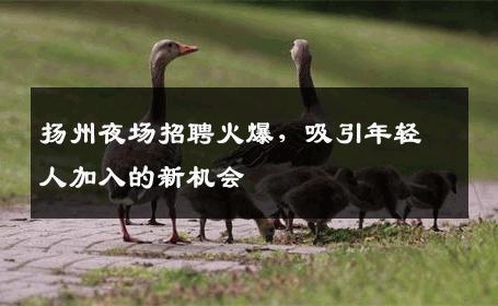 扬州夜场招聘火爆，吸引年轻人加入的新机会