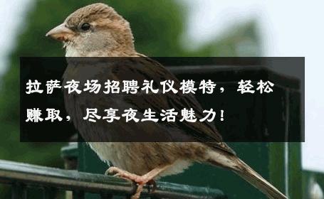 拉萨夜场招聘礼仪模特，轻松赚取，尽享夜生活魅力！