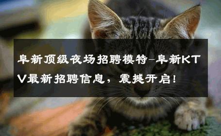阜新顶级夜场招聘模特-阜新KTV最新招聘信息，震撼开启！