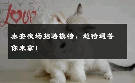 泰安夜场招聘模特，超待遇等你来拿！