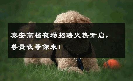 泰安高档夜场招聘火热开启，尊贵夜等你来！