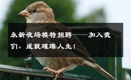 永新夜场模特招聘——加入我们，成就璀璨人生！