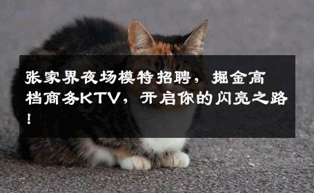 张家界夜场模特招聘，掘金高档商务KTV，开启你的闪亮之路！