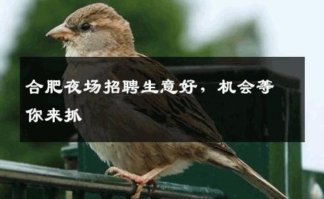 合肥夜场招聘生意好，机会等你来抓