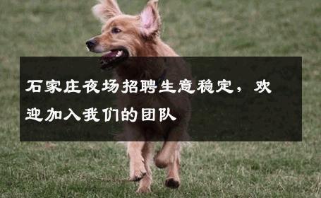 石家庄夜场招聘生意稳定，欢迎加入我们的团队