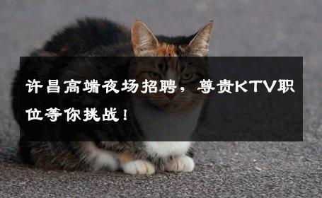 许昌高端夜场招聘，尊贵KTV职位等你挑战！