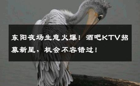 东阳夜场生意火爆！酒吧KTV招募新星，机会不容错过！