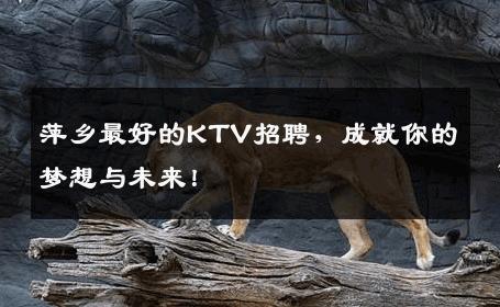 萍乡最好的KTV招聘，成就你的梦想与未来！