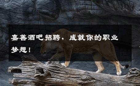 嘉善酒吧招聘，成就你的职业梦想！