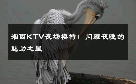 湘西KTV夜场模特：闪耀夜晚的魅力之星