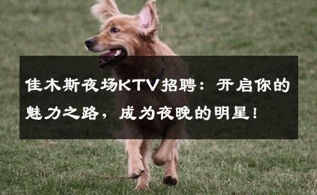 佳木斯夜场KTV招聘：开启你的魅力之路，成为夜晚的明星！