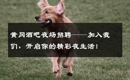 黄冈酒吧夜场招聘——加入我们，开启你的精彩夜生活！