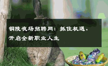 铜陵夜场招聘网：抓住机遇，开启全新职业人生