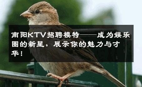 南阳KTV招聘模特——成为娱乐圈的新星，展示你的魅力与才华！