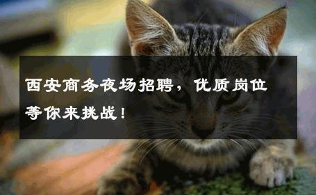 西安商务夜场招聘，优质岗位等你来挑战！