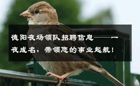 德阳夜场领队招聘信息——一夜成名，带领您的事业起航！