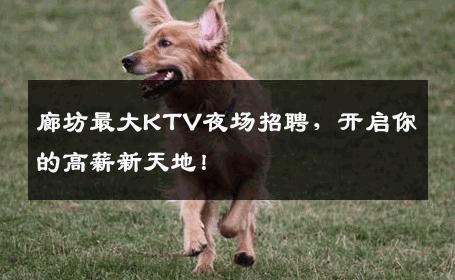廊坊最大KTV夜场招聘，开启你的高薪新天地！