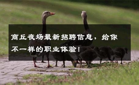 商丘夜场最新招聘信息，给你不一样的职业体验！