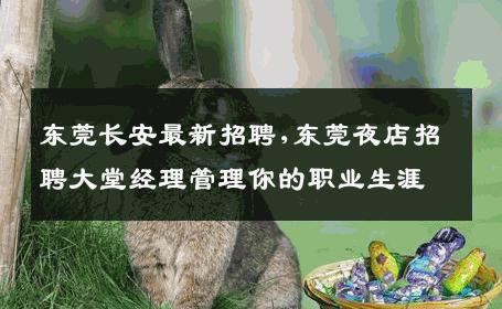 东莞长安最新招聘,东莞夜店招聘大堂经理管理你的职业生涯