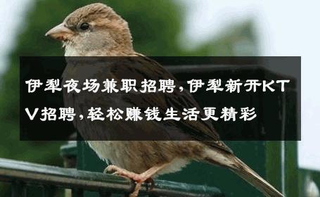 伊犁夜场兼职招聘,伊犁新开KTV招聘,轻松赚钱生活更精彩