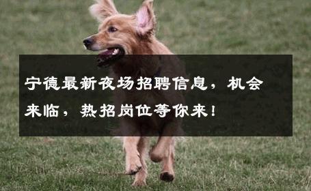 宁德最新夜场招聘信息，机会来临，热招岗位等你来！