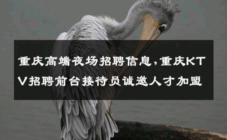 重庆高端夜场招聘信息,重庆KTV招聘前台接待员诚邀人才加盟