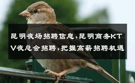 昆明夜场招聘信息,昆明商务KTV夜总会招聘,把握高薪招聘机遇