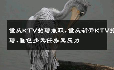 重庆KTV招聘兼职,重庆新开KTV招聘,翻包多无任务无压力