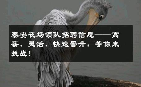 泰安夜场领队招聘信息——高薪、灵活、快速晋升，等你来挑战！