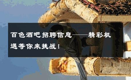 百色酒吧招聘信息——精彩机遇等你来挑战！
