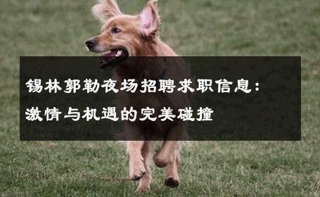 锡林郭勒夜场招聘求职信息：激情与机遇的完美碰撞