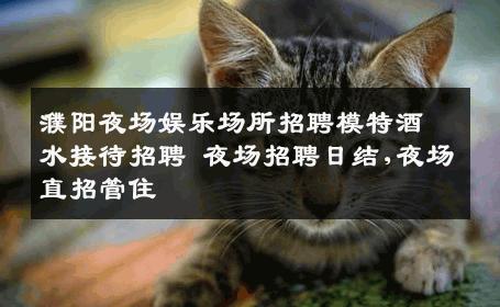 濮阳夜场娱乐场所招聘模特酒水接待招聘 夜场招聘日结,夜场直招管住