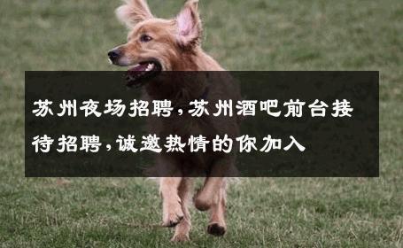 苏州夜场招聘,苏州酒吧前台接待招聘,诚邀热情的你加入