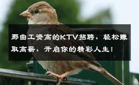 那曲工资高的KTV招聘，轻松赚取高薪，开启你的精彩人生！