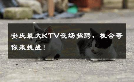 安庆最大KTV夜场招聘，机会等你来挑战！
