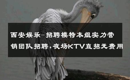 西安娱乐-招聘模特本组实力营销团队招聘,夜场KTV直招无费用
