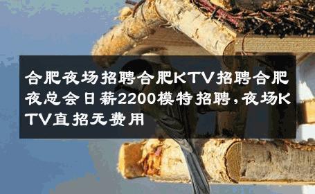 合肥夜场招聘合肥KTV招聘合肥夜总会日薪2200模特招聘,夜场KTV直招无费用
