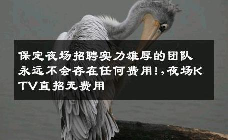 保定夜场招聘实力雄厚的团队永远不会存在任何费用!,夜场KTV直招无费用