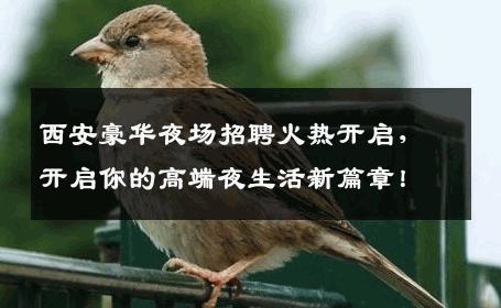 西安豪华夜场招聘火热开启，开启你的高端夜生活新篇章！