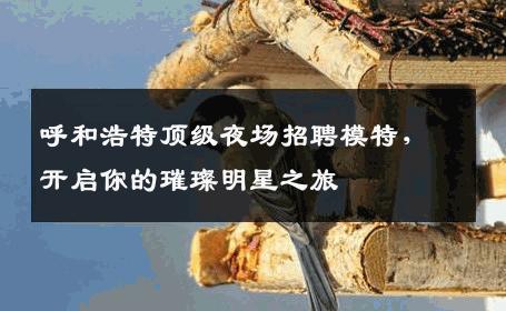 呼和浩特顶级夜场招聘模特，开启你的璀璨明星之旅