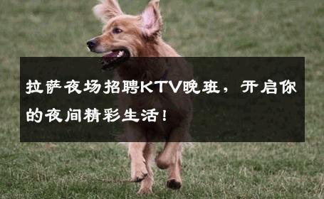 拉萨夜场招聘KTV晚班，开启你的夜间精彩生活！