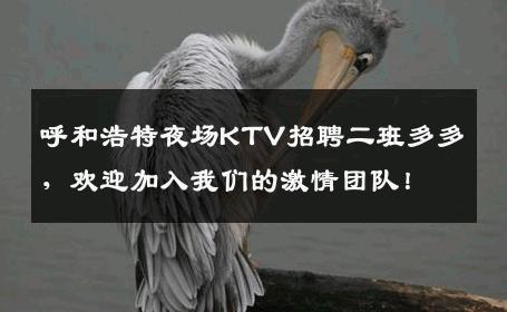 呼和浩特夜场KTV招聘二班多多，欢迎加入我们的激情团队！