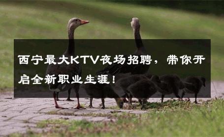西宁最大KTV夜场招聘，带你开启全新职业生涯！