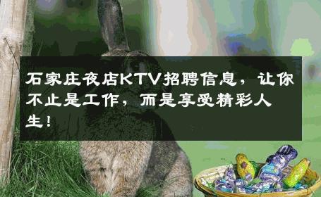 石家庄夜店KTV招聘信息，让你不止是工作，而是享受精彩人生！