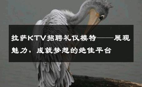拉萨KTV招聘礼仪模特——展现魅力，成就梦想的绝佳平台