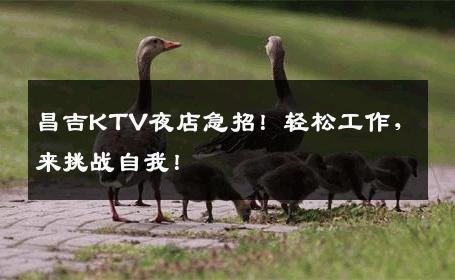 昌吉KTV夜店急招！轻松工作，来挑战自我！