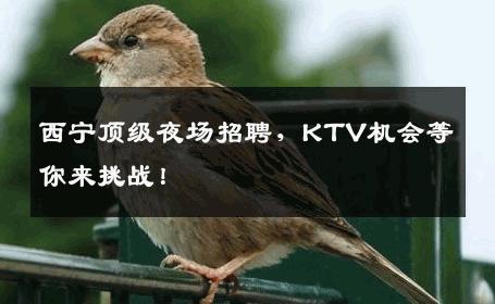 西宁顶级夜场招聘，KTV机会等你来挑战！