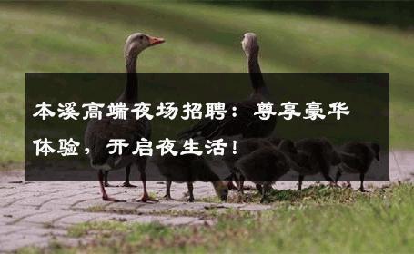 本溪高端夜场招聘：尊享豪华体验，开启夜生活！