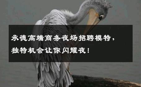 承德高端商务夜场招聘模特，独特机会让你闪耀夜！