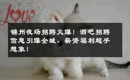 锦州夜场招聘火爆！酒吧招聘信息引爆全城，薪资福利超乎想象！